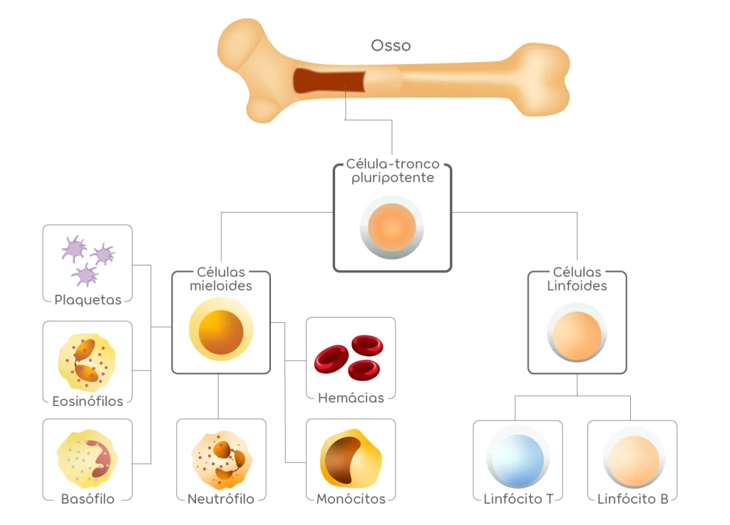 leucemia 